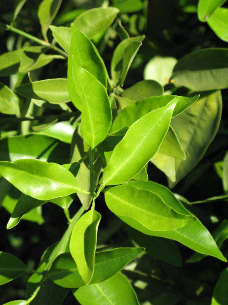              Sun leaves (Winter Haven, FL)       